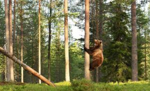  Grizzly Bears climbing trees