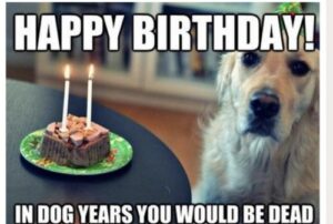 A funny dog birthday meme that reads, "Happy birthday in dog years; you would be dead," showcasing a cheerful canine.