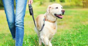 A person leads a dog on a leash, highlighting the dog's elegant leather collar during their walk.