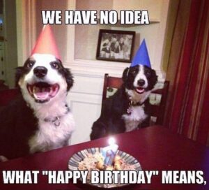 Two dogs adorned with birthday hats, seated at a table, radiating joy and festivity. Perfect for Happy Birthday Memes!